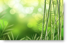 Green Bamboo background