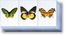 MahJong Suite tile set butterflies